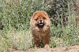 CHOW CHOW 147